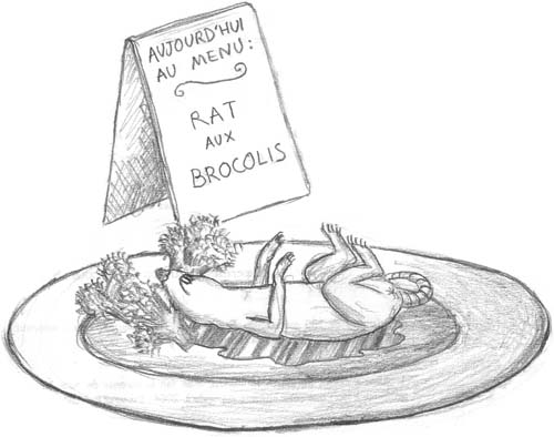 Rat aux brocolis