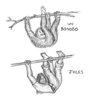 Un bonobo / Jules